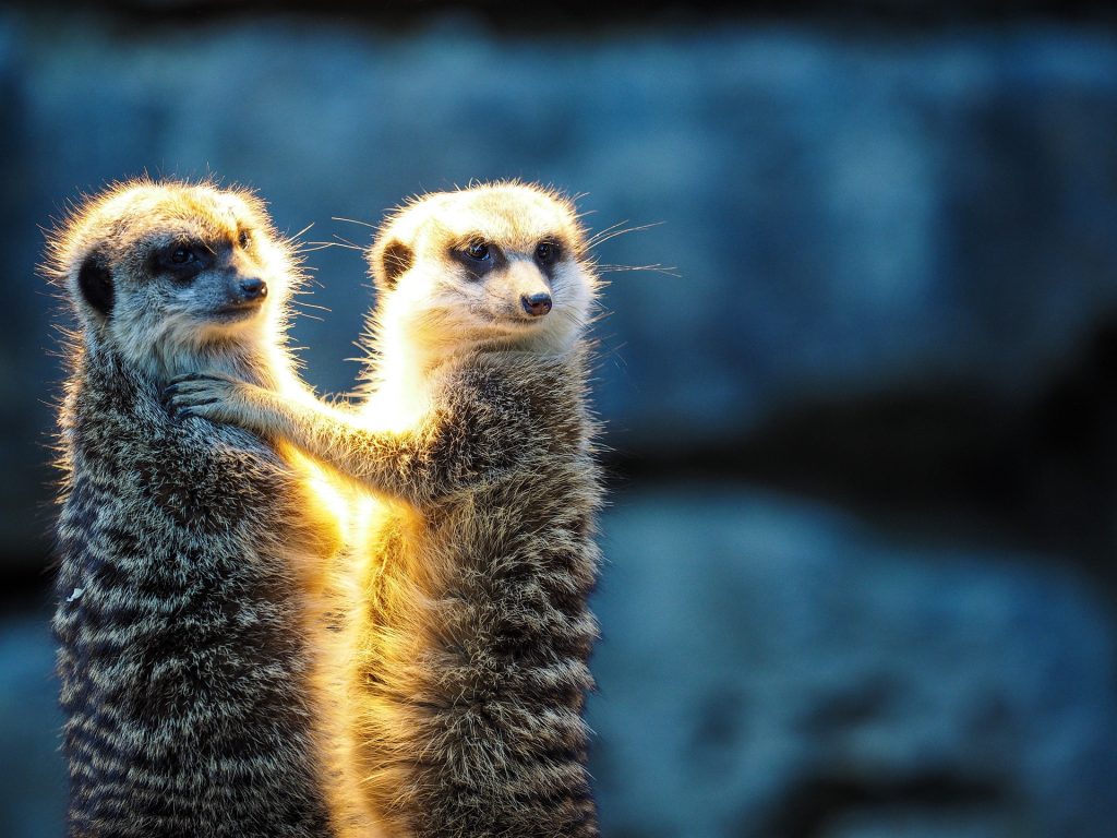 Two meerkats in a zoo.